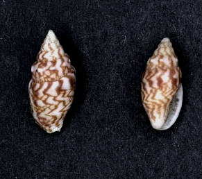 Mitrella semiconvexa